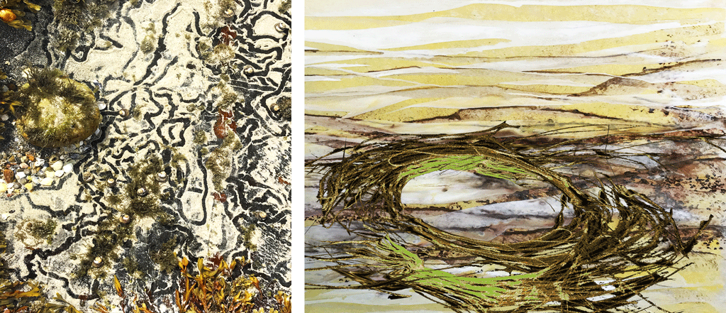 bigorneaux et goémons