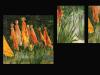 Etudes pour les hautes herbes